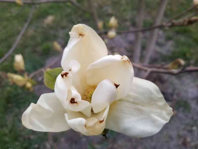 Image007